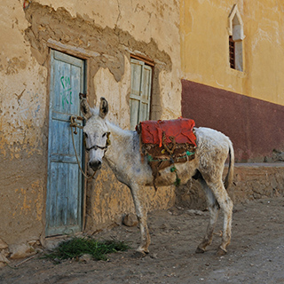 Bawiti - Donkey